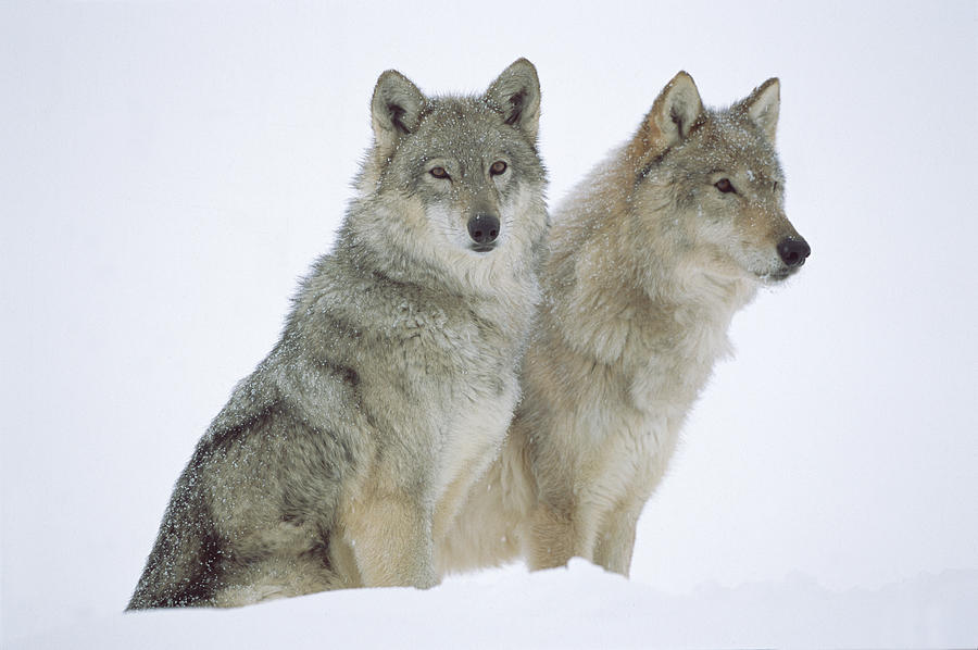 Timber Wolves Sitting In Snow Photograph by Tim Fitzharris