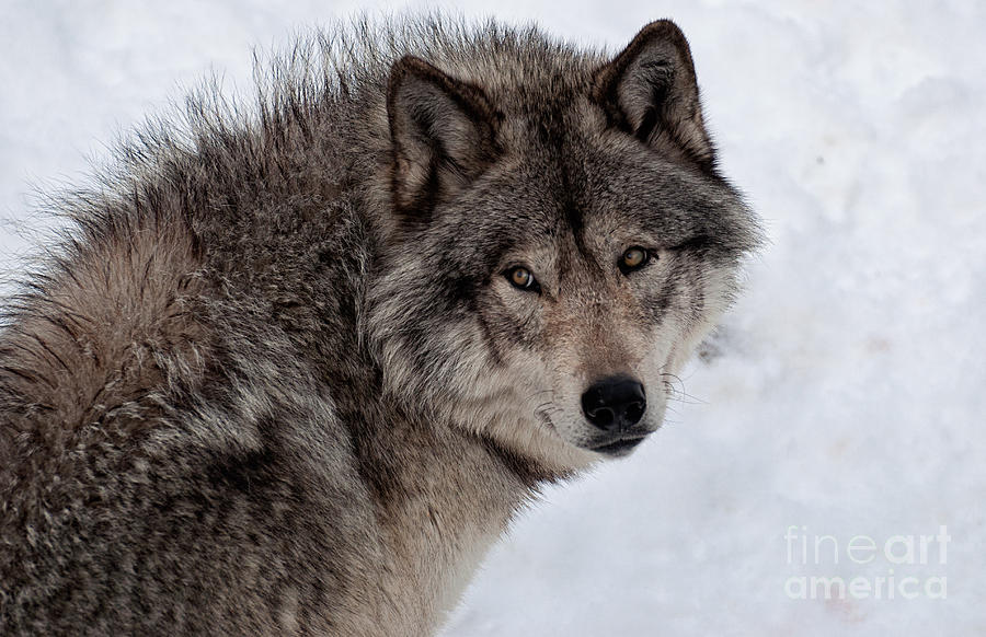 Winter Photograph - Timberwolf At Rest by Bianca Nadeau