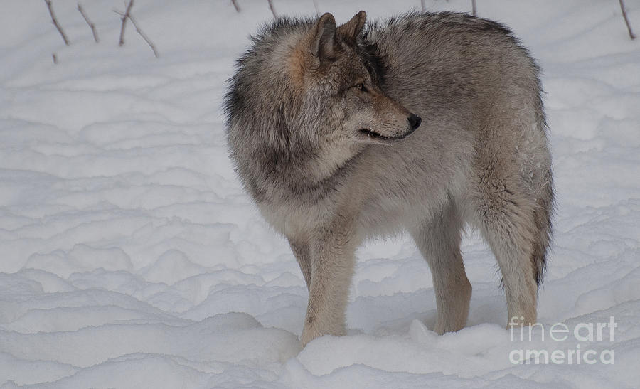 Wolves Photograph - Timberwolf Series 2 by Bianca Nadeau