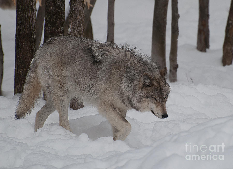 Wolves Photograph - Timberwolf Series 3 by Bianca Nadeau