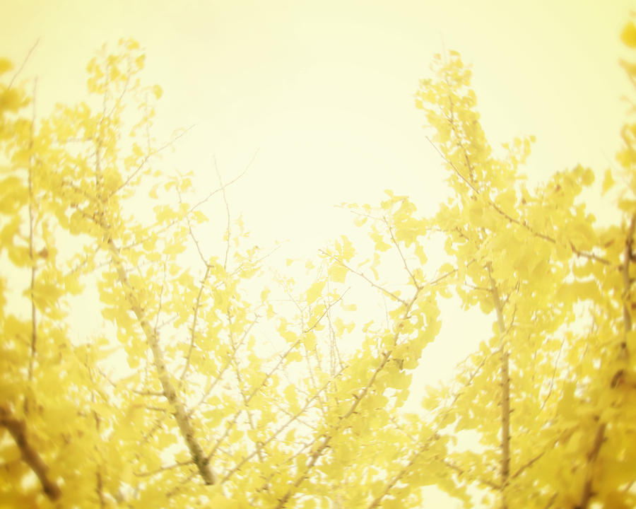 Yellow Tree Photograph - Time After Time by Amy Tyler