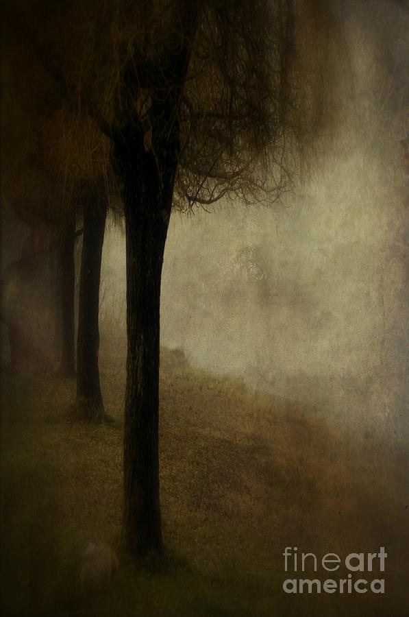 Tree Photograph - Time by Annie Lemay