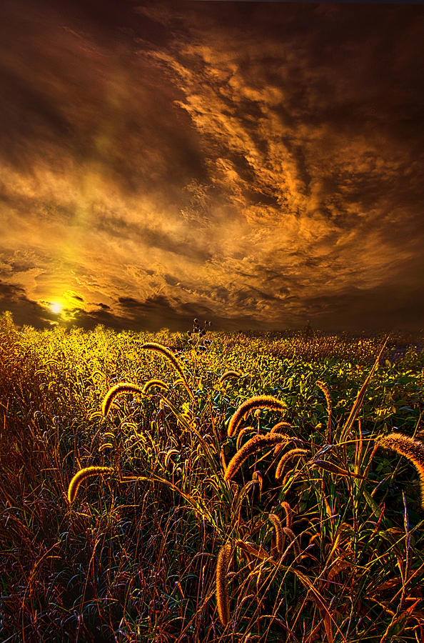 Flower Photograph - Time Everlasting by Phil Koch