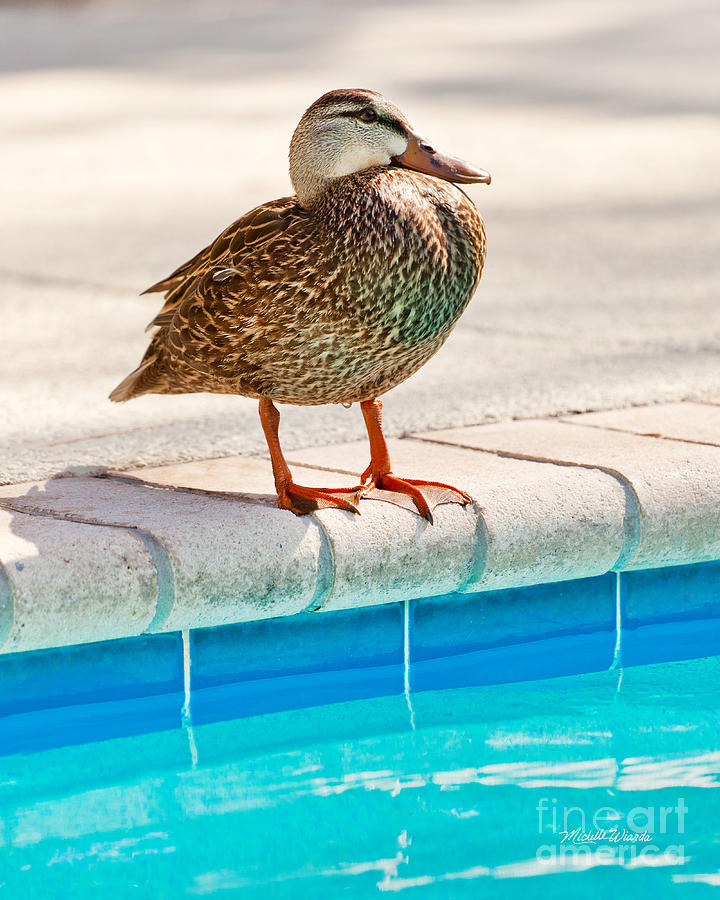 Duck Photograph - Time For a Dip II by Michelle Constantine