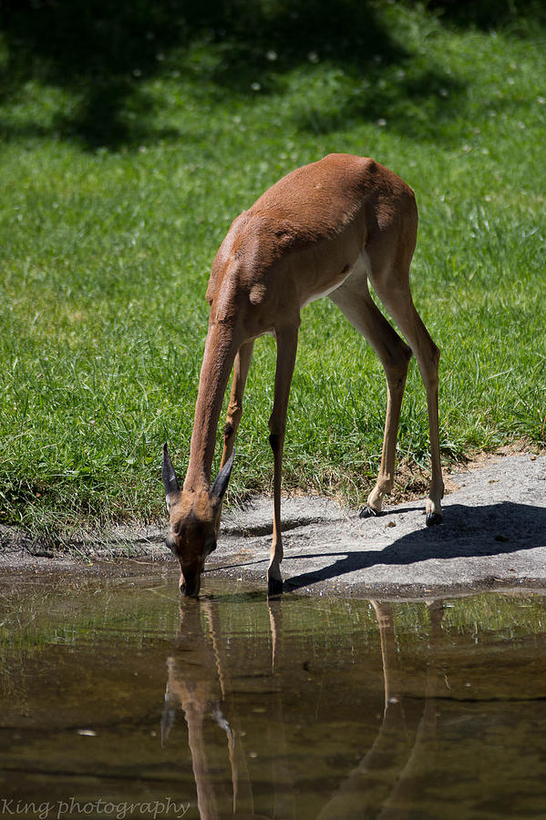 Time for a sip Photograph by Dennis and Tracy King | Pixels