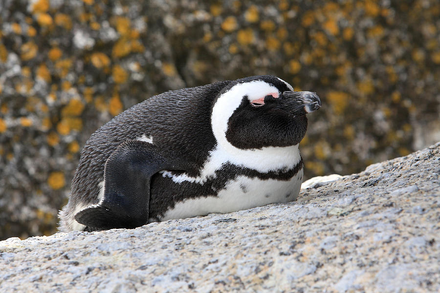 Time For A Snooze, The African Penguin Photograph by Aidan Moran