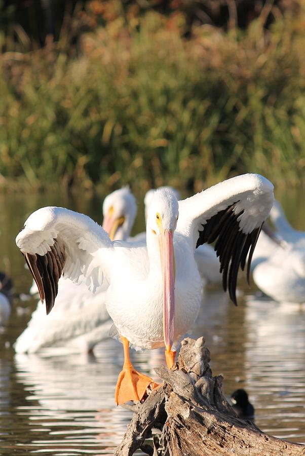 Pelican Photograph - Time For Me To Fly by Lorri Crossno