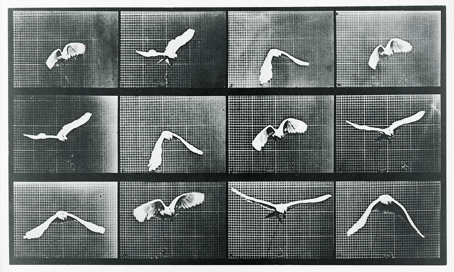 Time Lapse Motion Study Bird Monochrome  Mixed Media by Tony Rubino