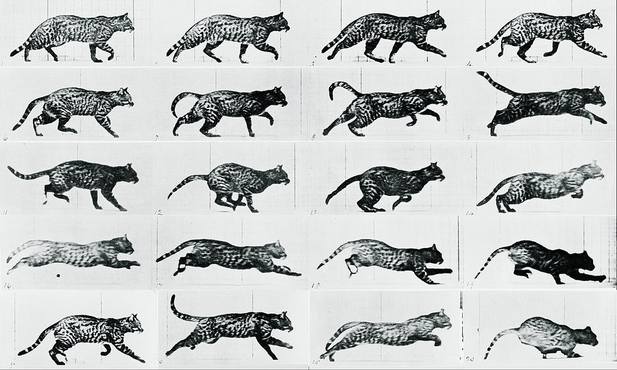 Time Lapse Motion Study Cat Monochrome  Mixed Media by Tony Rubino