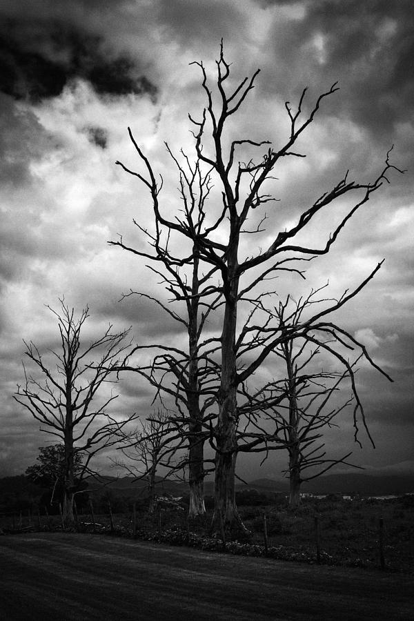 Tree Photograph - Time Passing by Daniel Amick
