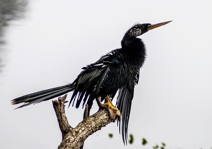 Anhinga Photograph - Time To Dry Out by Norman Johnson Anhinga Photograph - Time To Dry Out by Norman Johnson