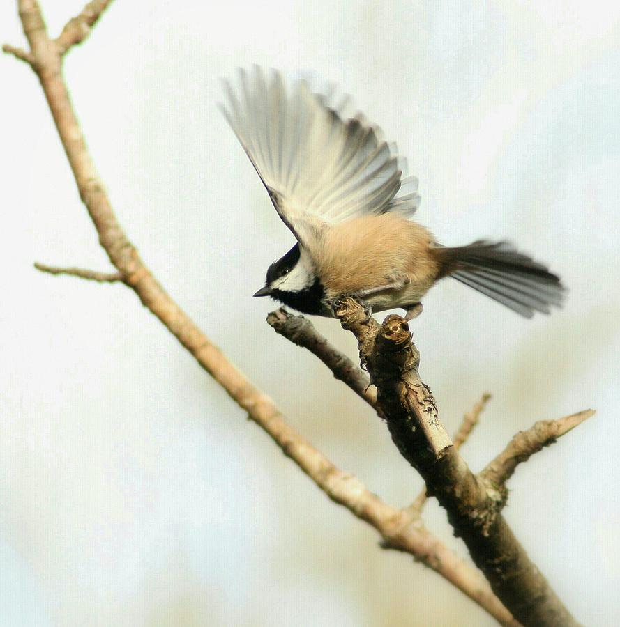 Bird Photograph - Time to Go by Teresa A Lang