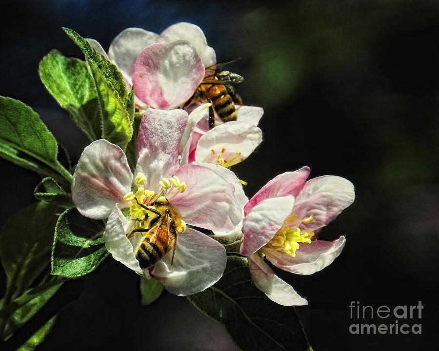 Time To Make The Honey Photograph by Sharon Woerner