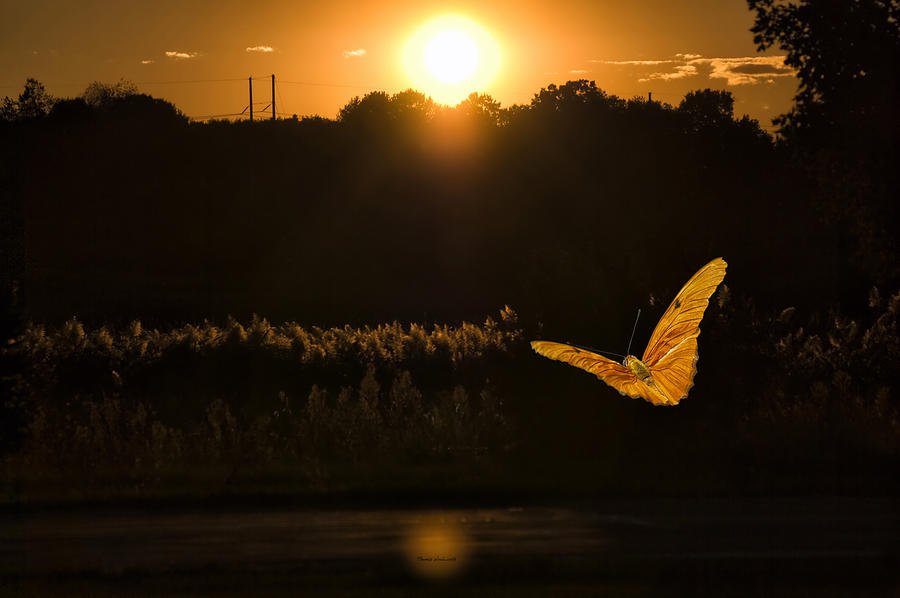 Time To Roost For This Butterfly Photograph by Thomas Woolworth - Fine ...