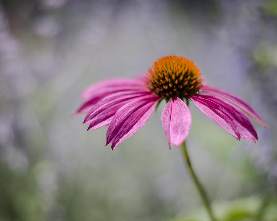 Flower Photograph - Time to Shine by Heather Applegate