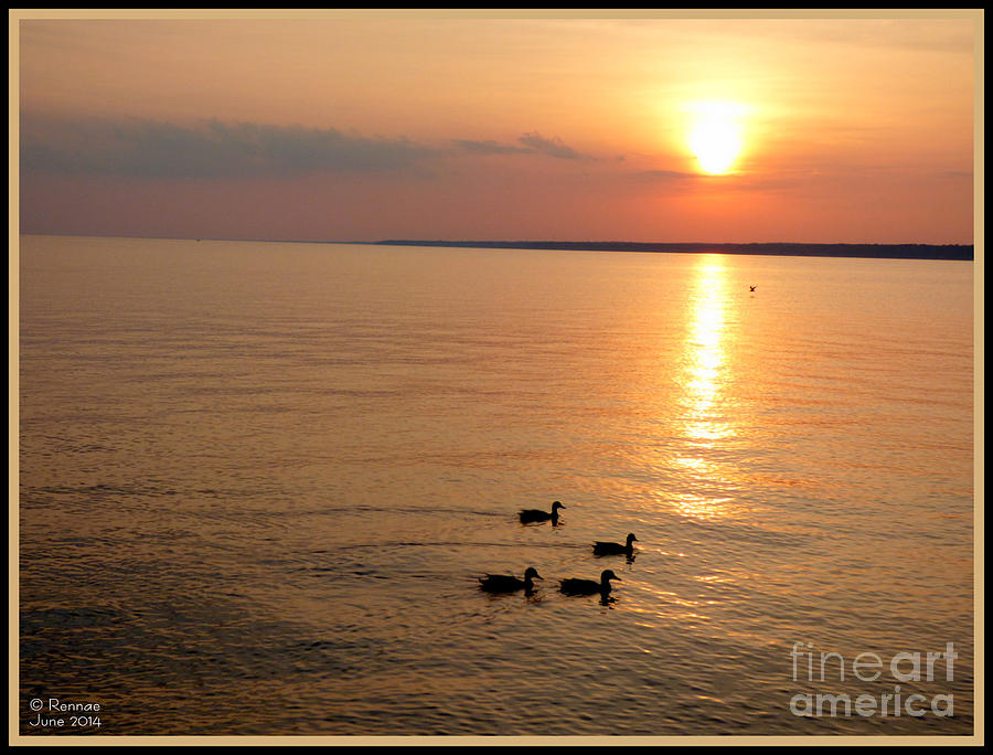 Ducks Photograph - Time With Friends by Rennae Christman