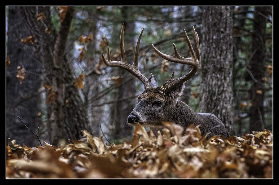 Deer Photograph - Easy Day by Darwin White