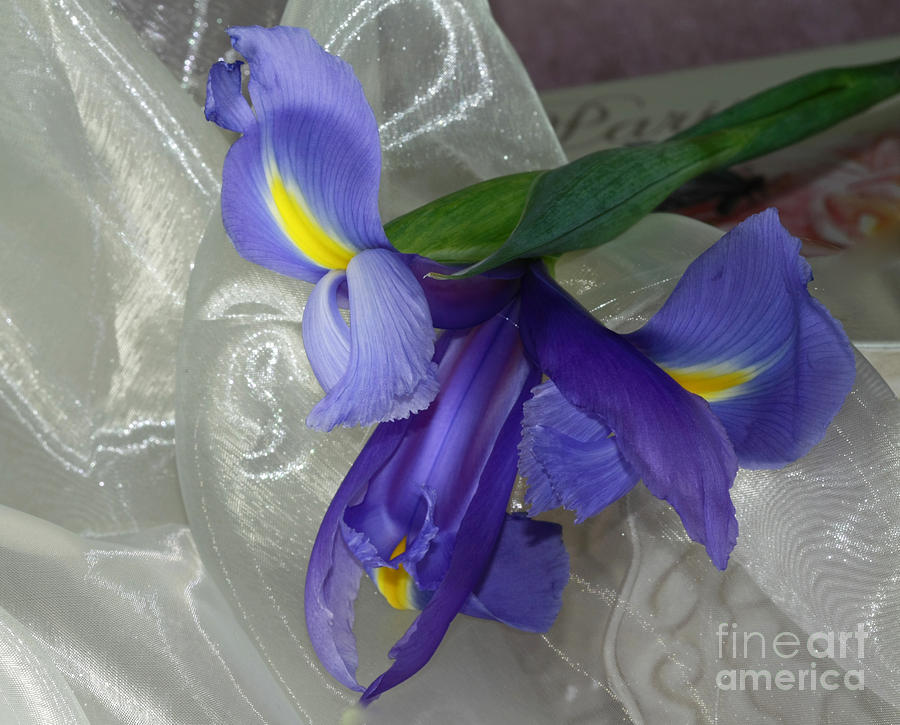 Iris Photograph - Timeless Beauty Iris by Inspired Nature Photography Fine Art Photography