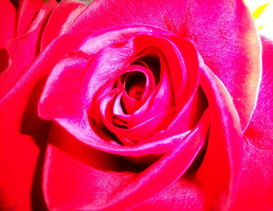 Flower Photograph - Timeless Red Rose by Patty Lipinski