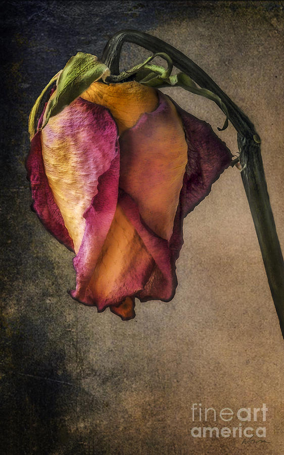 Rose Photograph - Timeless Rose by Deena Athans