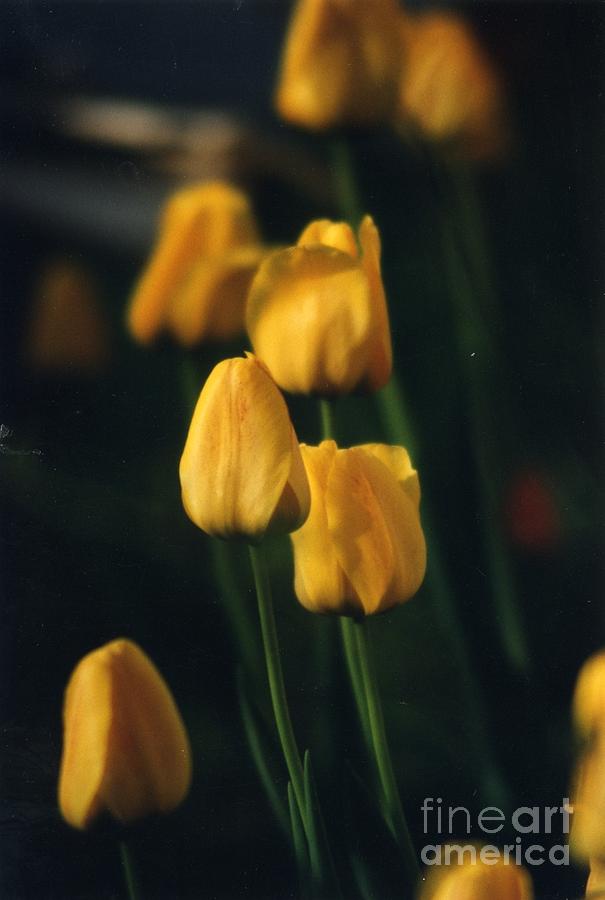 Timeless Tulips Photograph by Laurie Wilcox