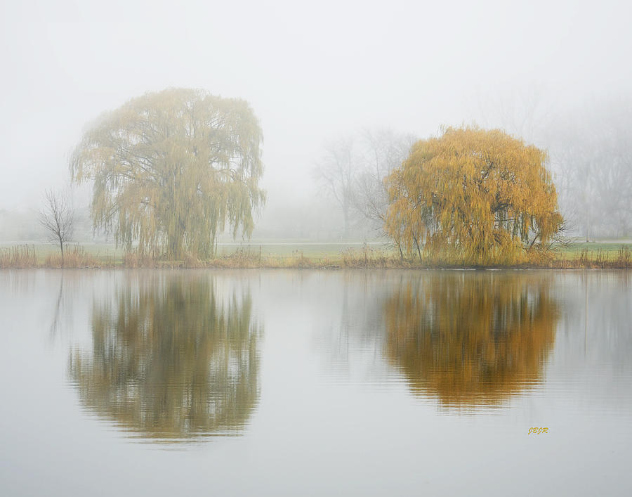Tree Photograph - Timely Reflections by James Blackwell JR