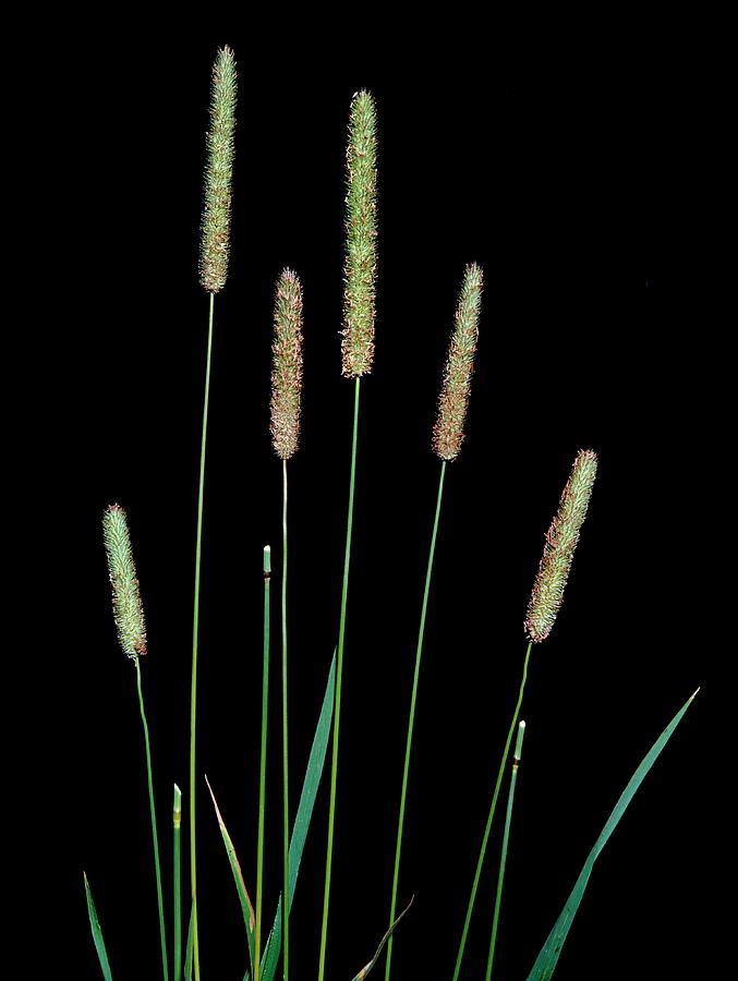 Timothy Grass Photograph by Maurice Nimmo/science Photo Library