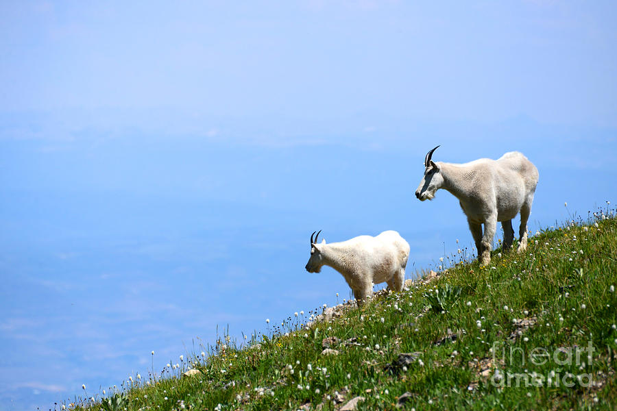 Timpanogos Mountain Goats  Heber Valley Photograph by Gary Whitton