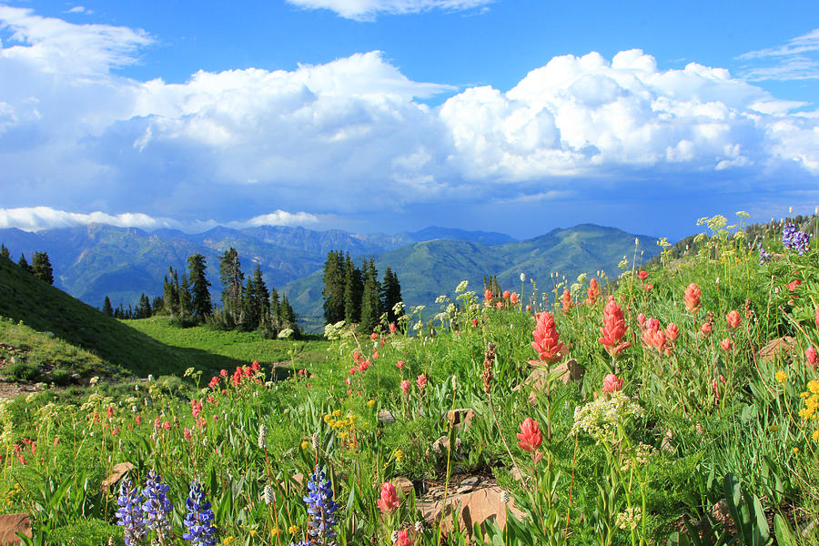 Summer Photograph - Timpanookie Wildflowers by Wasatch Light