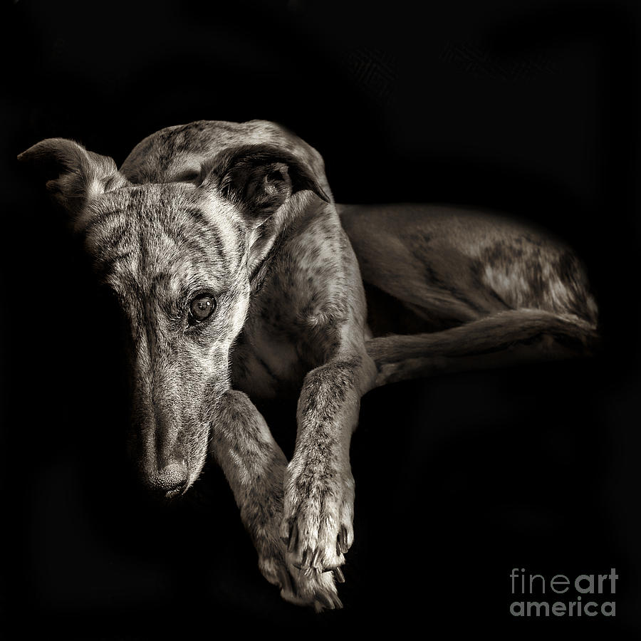Animal Photograph - Tina 2 by Danilo Piccioni
