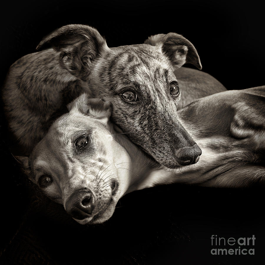 Animal Photograph - Tina and Iris 1 by Danilo Piccioni