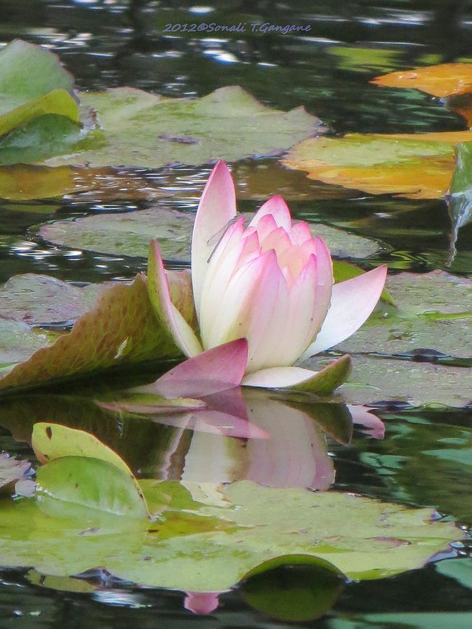 Waterlily Photograph - Tinge of Pink by Sonali Gangane