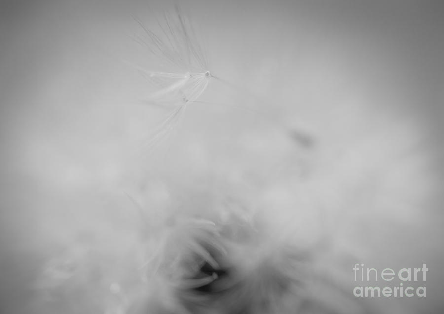 Nature Photograph - Tiniest Hint of You by Sue OConnor