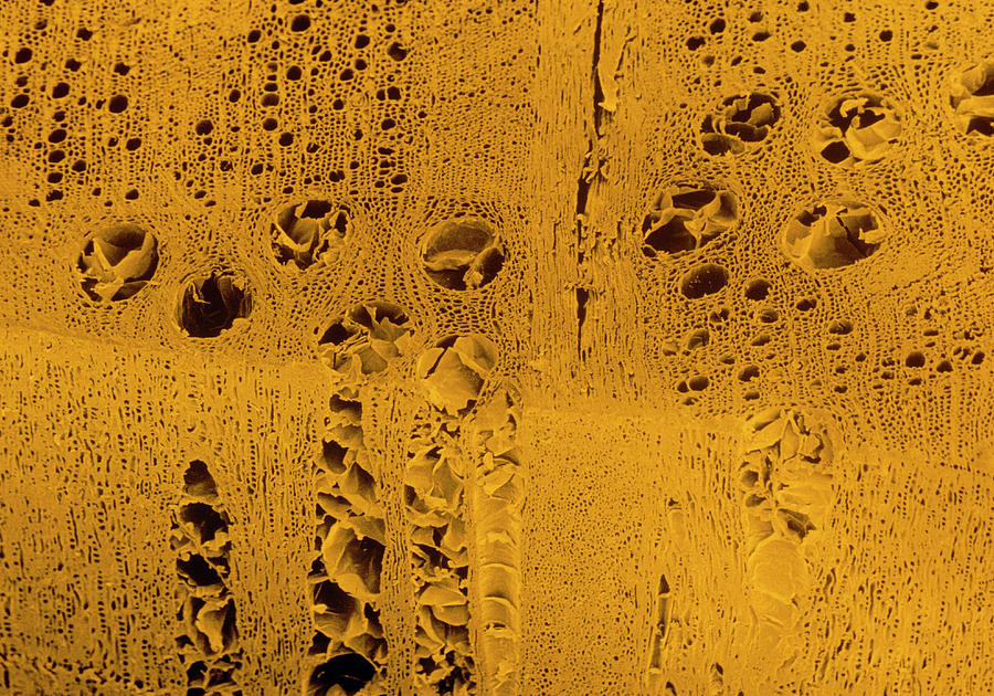 Oak Photograph - Tinted Sem Of Quercus Robur. by Dr Jeremy Burgess/science Photo Library Oak Photograph - Tinted Sem Of Quercus Robur. by Dr Jeremy Burgess/science Photo Library