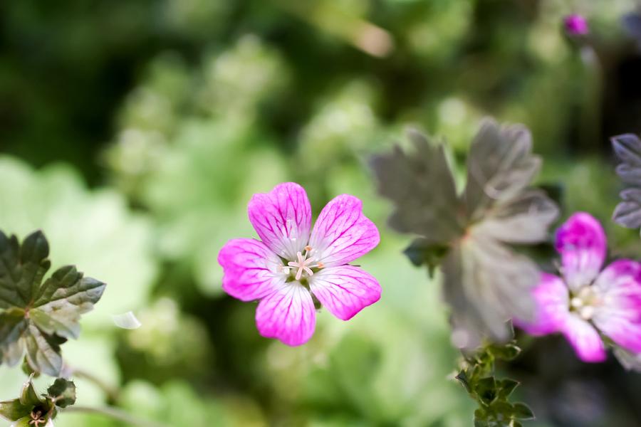Flower Photograph - Tiny Alpine Geranium by Cynthia Woods