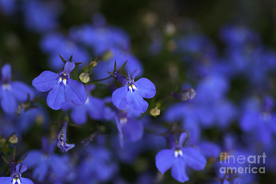 Tiny and Blue - Lobelia Flowers Photograph by Joy Watson