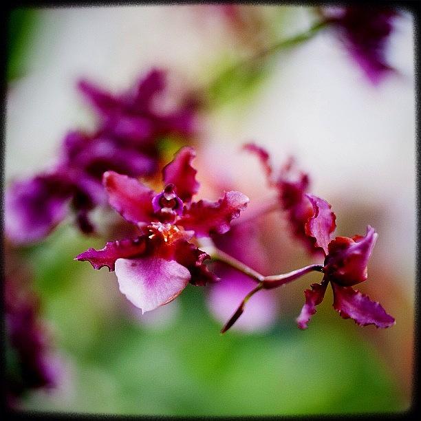 Igers Photograph - Tiny And Delicate Orchids. #latergram by Kevin Smith