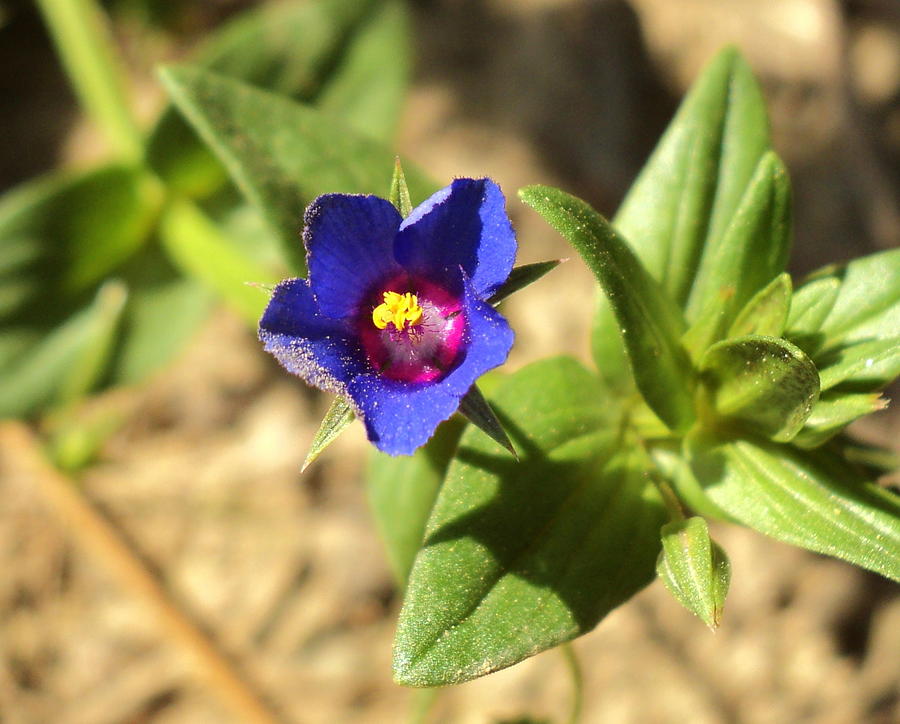 Tiny Blue Flower Photograph by Salman Ravish