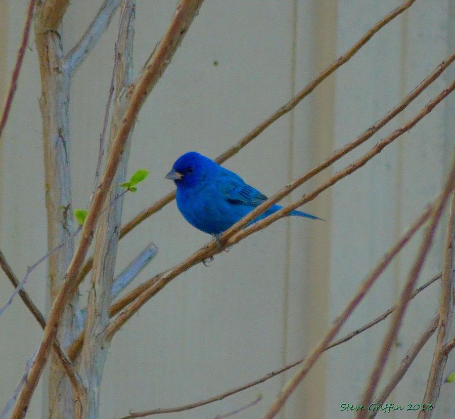 Tiny Blue Photograph by Steve Griffin - Fine Art America