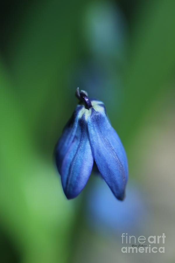 Tiny Blue Photograph by Yumi Johnson