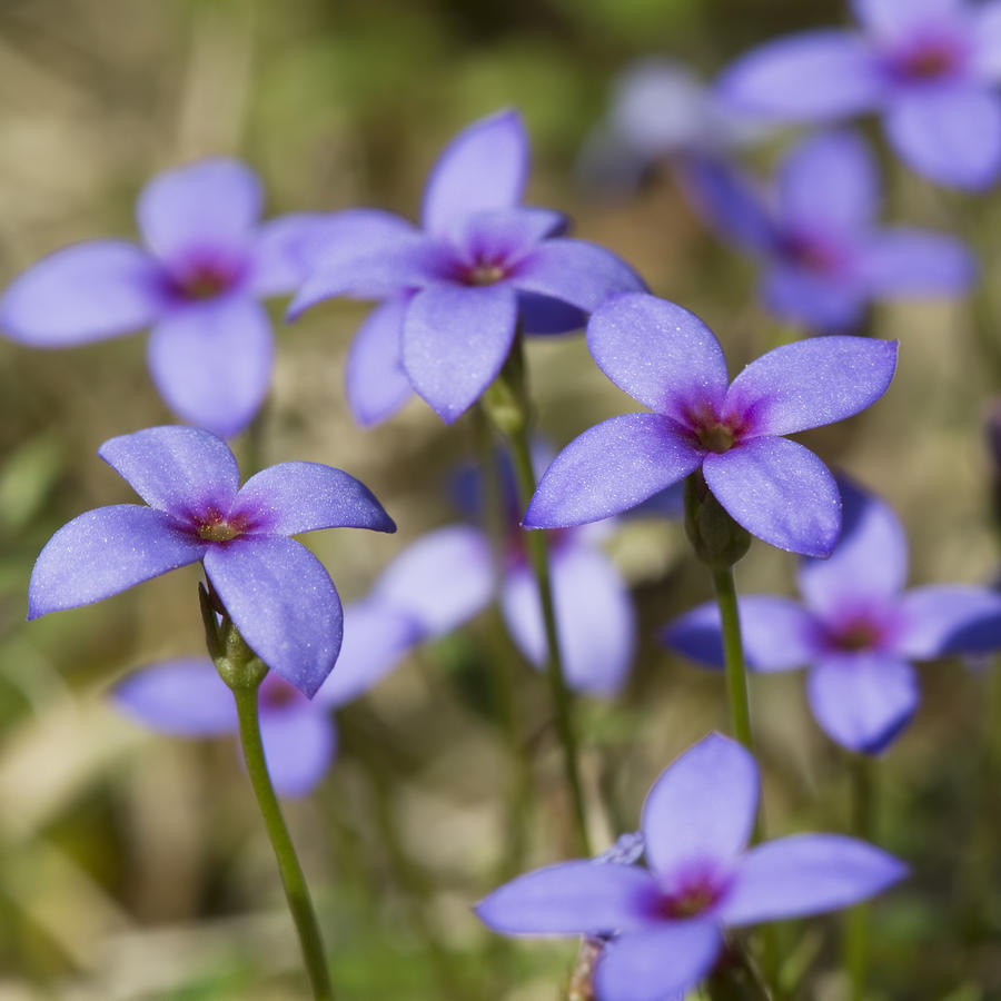 Flower Photograph - Tiny Bluet Wildflowers by Kathy Clark