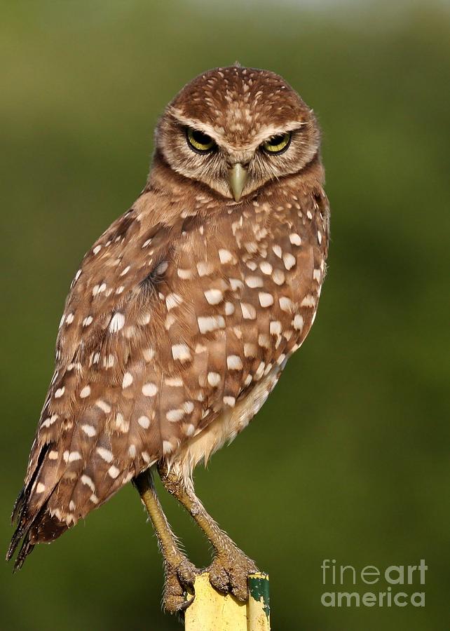 Tiny Burrowing Owl Photograph by Sabrina L Ryan