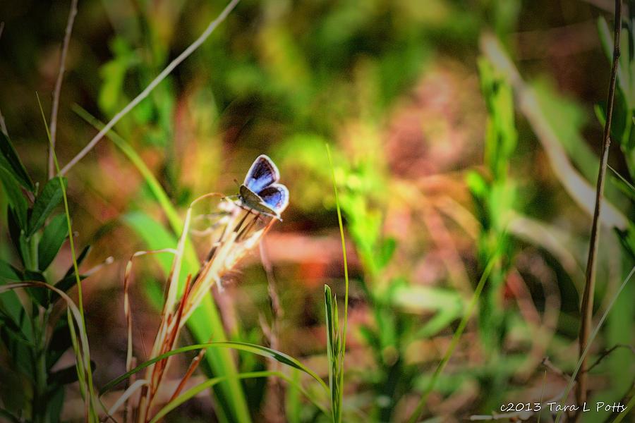 Tiny Butterfly Photograph by Tara Potts