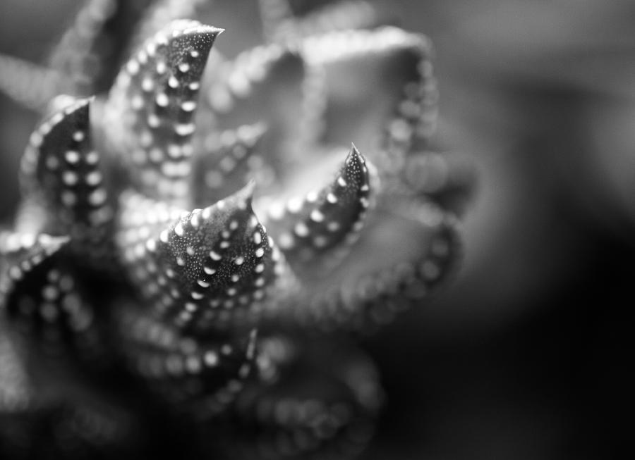 Tiny Cactus Photograph by Gary Regulski