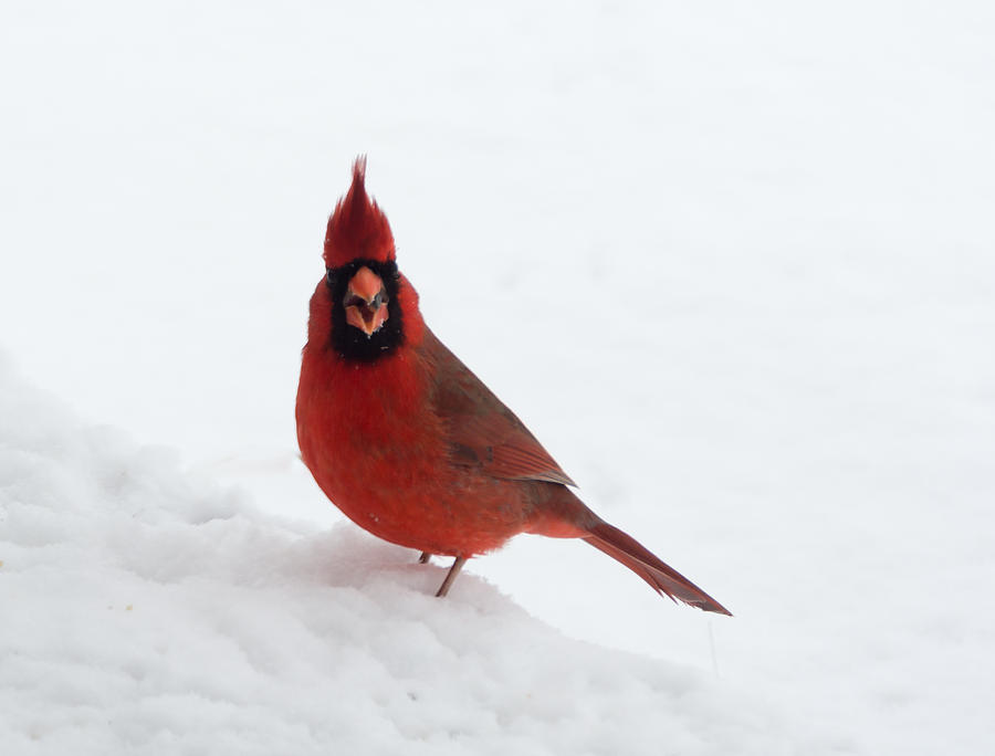 Tiny Cardinal in the Snow Photograph by Holden The Moment