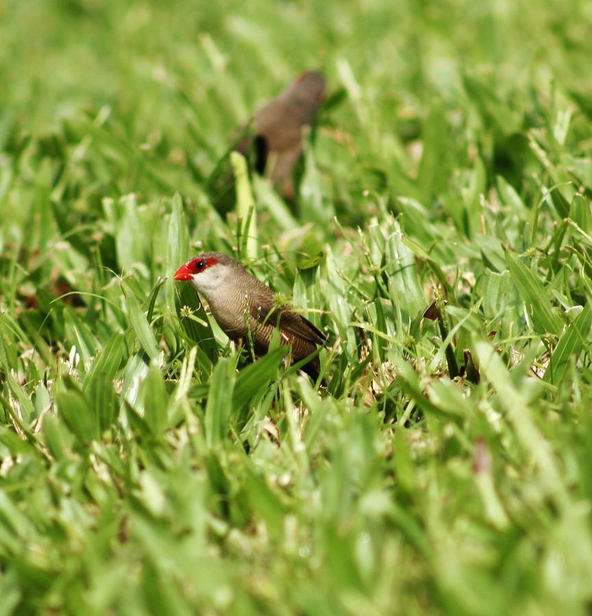 Tiny Common Waxbill Photograph by Craig Wood