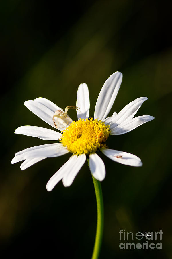 Tiny Daisy and Crab Spider Photograph by Ms Judi