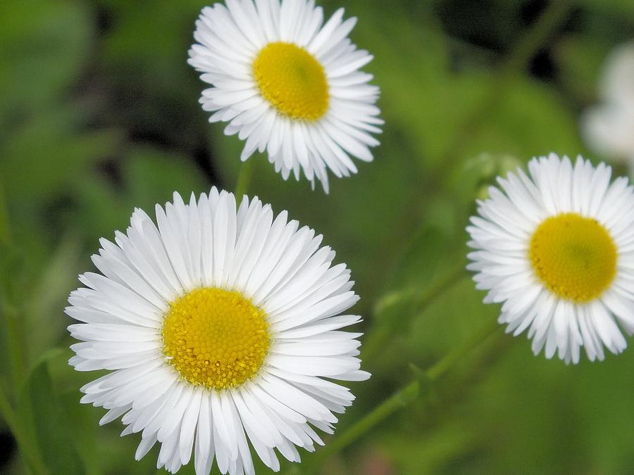 Tiny Daisy Photograph by Gene Cyr