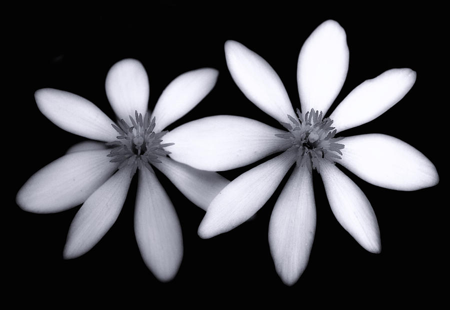 Flower Photograph - Tiny Dancers-black And White by Tom Druin