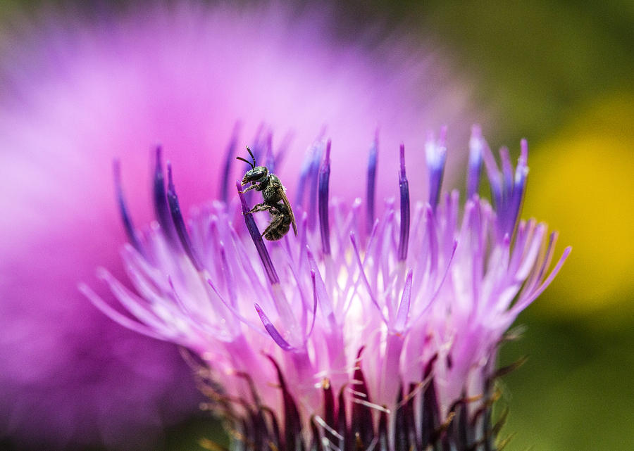 Tiny Dark Bee on Texas Thistle Photograph by Steven Schwartzman